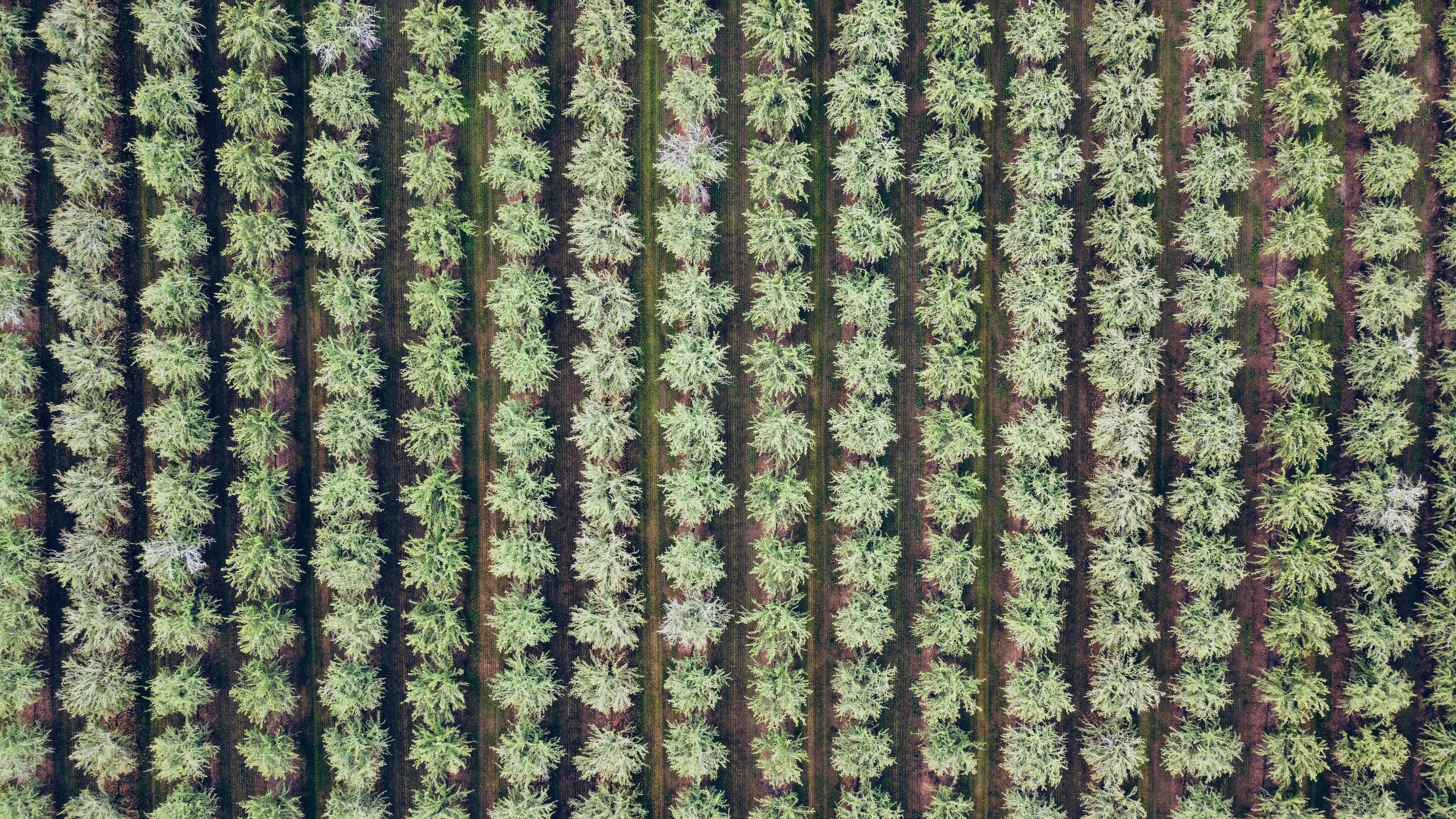 Vista cenital de cultivo arbóreo en hileras
